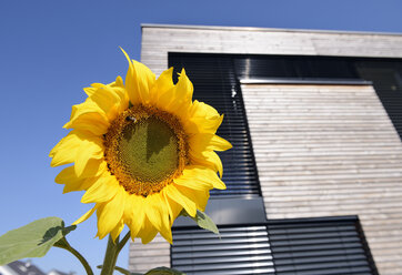 Deutschland, Nordrhein-Westfalen, Dormagen, Sonnenblume vor moderner Hausfassade - GUFF000064