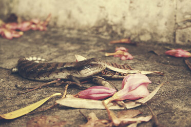 Blauzungenskink, Sydney, Neusüdwales, Australien - SBDF001586