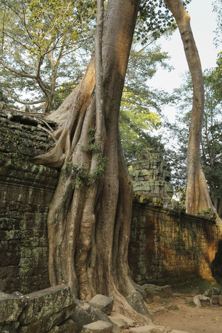 Kambodscha, Baum überwuchert Mauer in Ta Prohm-Tempelanlage, lizenzfreies Stockfoto