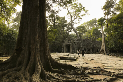 Kambodscha, Baum in der Tempelanlage von Ta Prohm - FCF000564