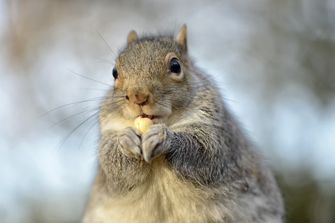 Porträt eines Grauhörnchens, Sciurus carolinensis, lizenzfreies Stockfoto