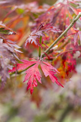 Red leaves of Fullmoon Maple - JUNF000134