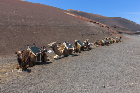 Spanien, Lanzarote, Dromedar-Wohnwagen im Timanfaya-Nationalpark - AMF003496