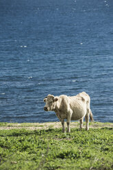 Spanien, Andalusien, Tarifa, trächtige Kuh an der Strandpromenade - KB000264