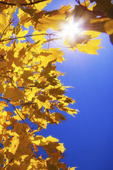 Gelbes Herbstlaub vor blauem Himmel - SMAF000284