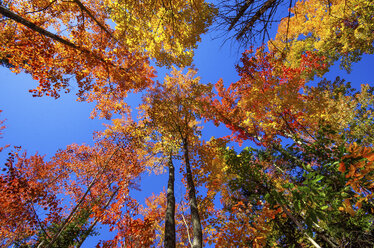 USA, Michigan, Blick von unten auf bunte Baumkronen im Herbst - SMAF000285
