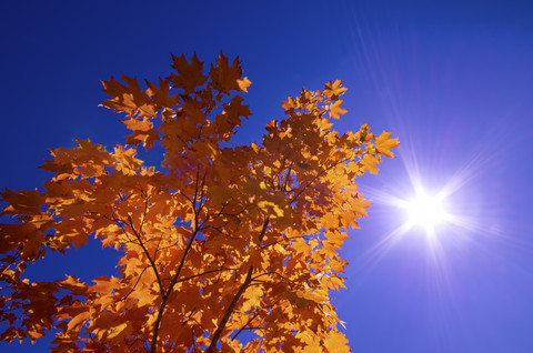 Herbstlaub vor blauem Himmel, lizenzfreies Stockfoto