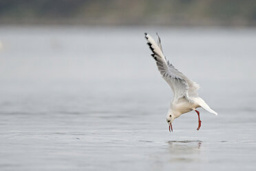 Germany, Schleswig-Holstein, Seagull, Laridae - HACF000210