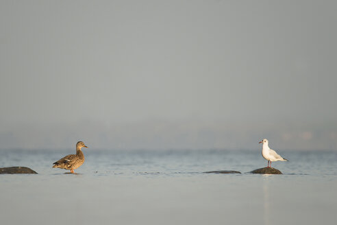 Deutschland, Schleswig-Holstein, Möwe, Laridae, und Stockente, Anas platyrhynchos - HACF000211