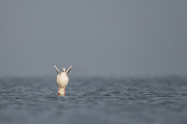 Deutschland, Schleswig-Holstein, Möwe, Laridae, Fliegen - HACF000212