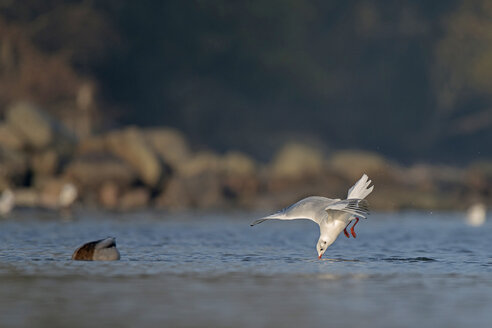 Deutschland, Schleswig-Holstein, Möwe, Laridae, Fliegen - HACF000213