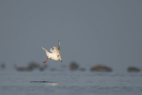 Deutschland, Schleswig-Holstein, Möwe, Laridae, Fliegen - HACF000215