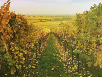 Germany, Rhineland-Palatinate, vineyards - GWF003343