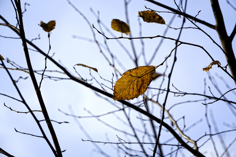 Deutschland, Minden, Herbstlaub einer Hainbuche, Carpinus betulus, lizenzfreies Stockfoto