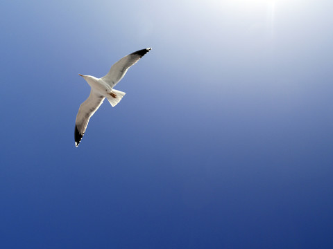 Fliegende Möwe vor blauem Himmel, lizenzfreies Stockfoto