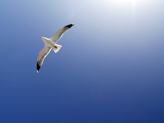 Fliegende Möwe vor blauem Himmel - JMF000290