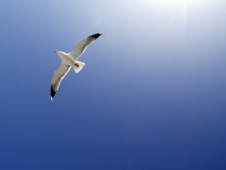 Flying seagull in front of blue sky - JMF000290