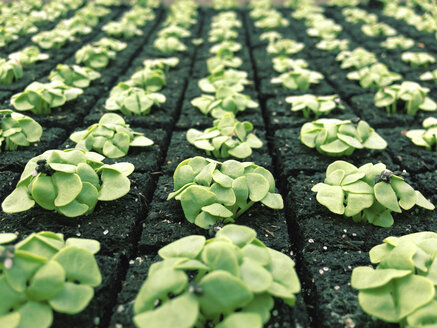 Switzerland, Thurgau, Young basil seedlings - JEDF000208