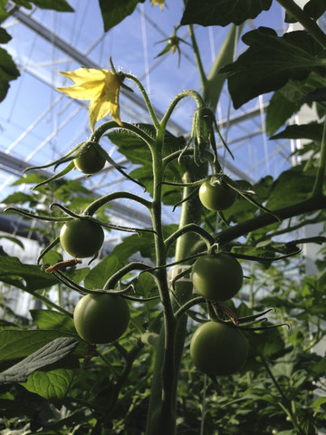 Greenhouse, Tomato plants stock photo