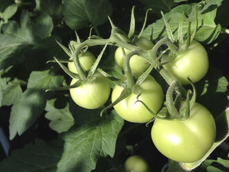 Gewächshaus, Tomatenpflanzen - JEDF000211