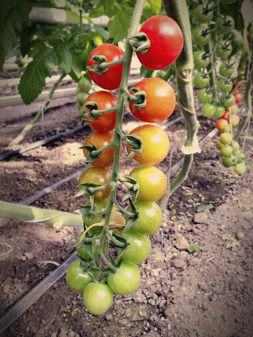 Gewächshaus, Tomatenpflanzen, lizenzfreies Stockfoto
