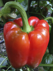 Greenhouse, Capsicum plants - JEDF000220