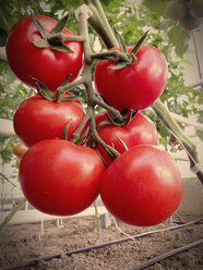 Greenhouse, Tomato plants - JEDF000221