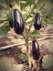 Greenhouse, Eggplants - JEDF000223