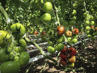 Greenhouse, Tomato plants - JEDF000224