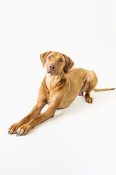 Rhodesian Ridgeback vor weißem Hintergrund - MJF001466