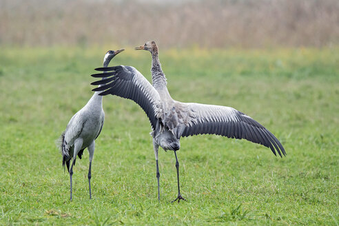 Kranichpaar auf Wiese - HACF000218