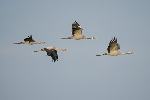 Four flying cranes - HACF000223