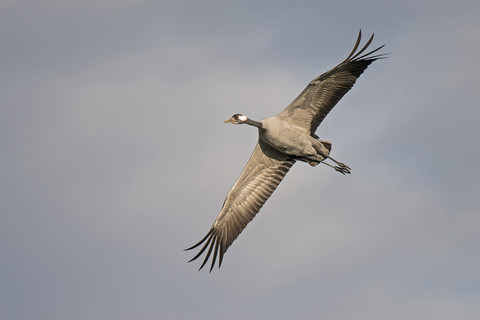 Fliegender Kranich, lizenzfreies Stockfoto