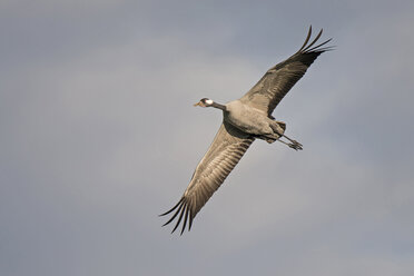 Fliegender Kranich - HACF000224