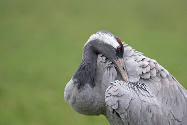 Portrait of crane - HACF000225