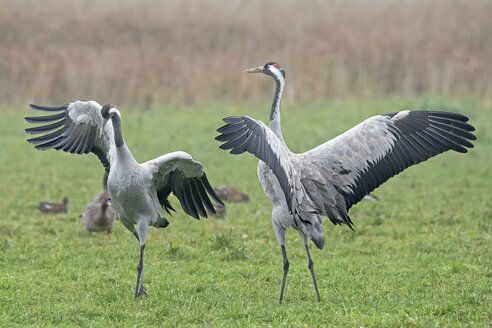 Two male cranes with spreading their wings - HACF000227