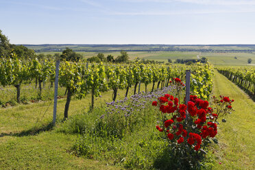 Österreich, Burgenland, Deutsch Schuetzen, Weinberg mit Rosen und Phacelia im Vordergund - SIEF006328