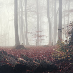 Deutschland, Herbstwald im Nebel - DWIF000364