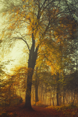 Deutschland, Herbstwald bei Morgensonne, lizenzfreies Stockfoto