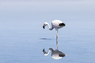 Chile, Andenflamingo, Phoenicoparrus andinus, Spiegelung im Wasser der Laguna Cejar - STSF000664