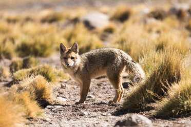 Chile, Anden, Andenfuchs, Dusicyon culpaeus, in der Atacama-Wüste - STSF000665