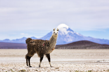 Chile, Lama, Lama glama, stehend in der Atacama-Wüste - STSF000671