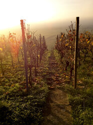 Deutschland, Wurmlingen, Streuobstwiesen und Weinberg im Nebel - LVF002520