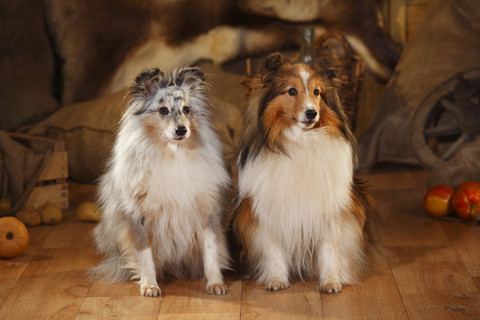 Zwei Shetland Sheepdogs sitzen nebeneinander in einer Scheune, lizenzfreies Stockfoto