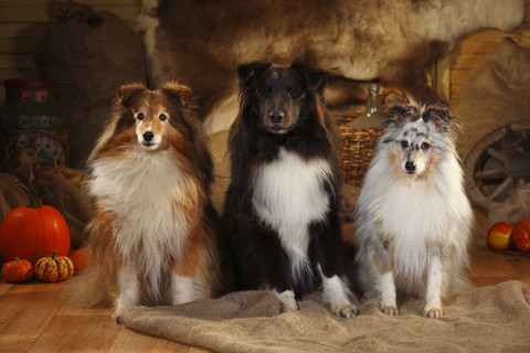 Drei Shetland Sheepdogs sitzen nebeneinander in einer Scheune, lizenzfreies Stockfoto