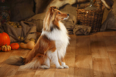 Shetland Sheepdog sitzend in einer Scheune - HTF000579