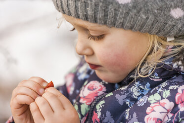 Little girl wearing wool cap and winter jacket looking at something in her fingers - TCF004480