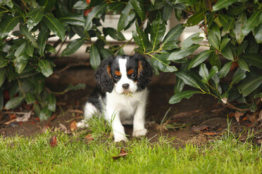 Cavalier King Charles Spaniel Welpe frisst Gras unter einem Strauch - HTF000580