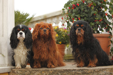 Drei Cavalier King Charles Spaniels sitzen nebeneinander auf einer Stufe - HTF000581