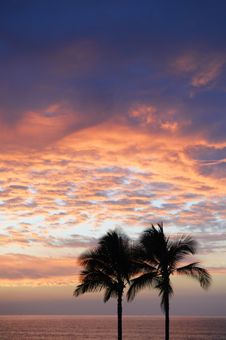 USA, Hawaii, Big Island, Kohala Coast, Silhouetten von zwei Palmen bei Sonnenuntergang, lizenzfreies Stockfoto